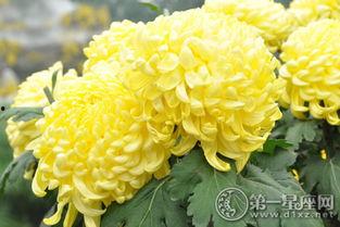 各种各样的菊花图片,菊花图片中的自然美学之旅