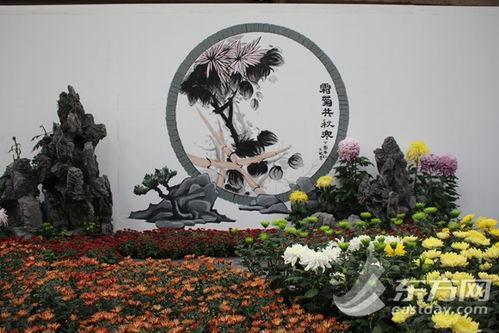 各种各样的菊花图片,菊花图片中的自然美学之旅