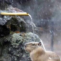 日本巨型老鼠,揭秘神秘生物之谜