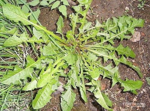 野生鸡骨草图片,大自然的绿色瑰宝