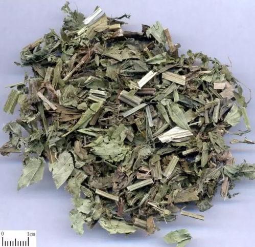 野生鸡骨草图片,大自然的绿色瑰宝