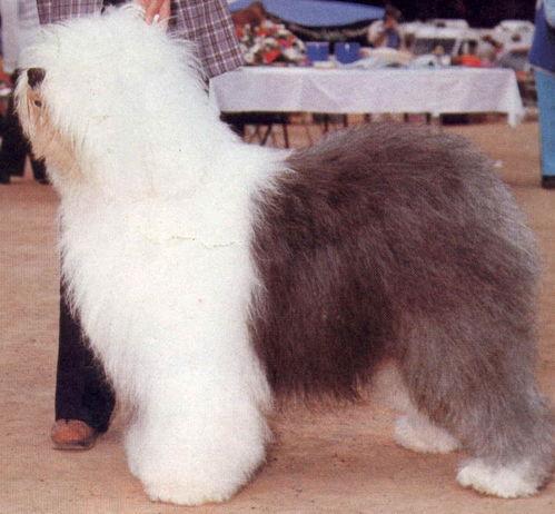 大型犬类大全图片,品种详尽解析与图片鉴赏