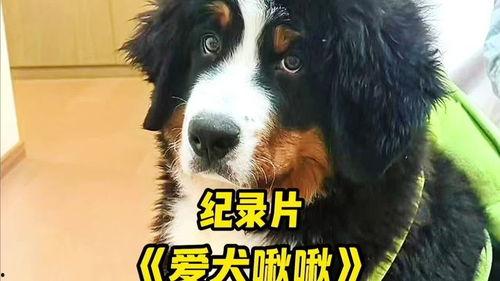 大型犬类大全图片,品种详尽解析与图片鉴赏