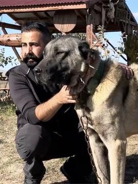 大型犬类大全图片,品种详尽解析与图片鉴赏