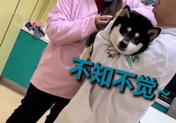 狗狗打针视频,温馨记录宠物医疗时刻
