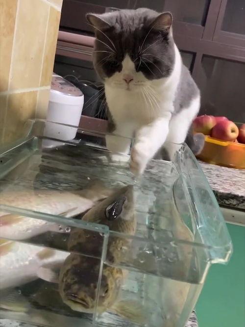 猫吃鱼视频,猫咪吃鱼的趣味瞬间