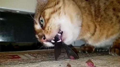 猫吃鱼视频,猫咪吃鱼的趣味瞬间