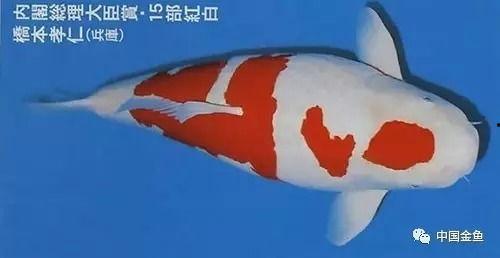 昭和锦鲤图片,色彩斑斓的日本传统之美