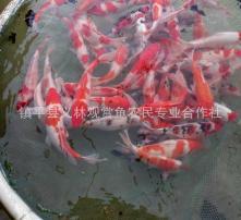 昭和锦鲤图片,色彩斑斓的日本传统之美