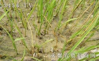 水稻立枯病图片,水稻立枯病症状与防治策略解析