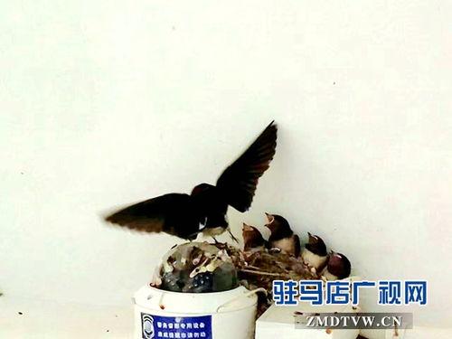 燕子的视频,捕捉自然之美，探寻生命奇迹