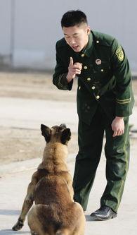 日本训犬,培养忠诚与智慧的伙伴之道