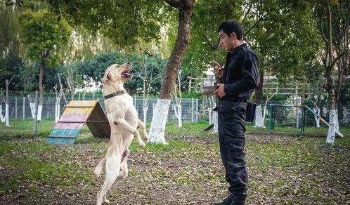 日本训犬,培养忠诚与智慧的伙伴之道