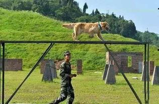 日本训犬,培养忠诚与智慧的伙伴之道