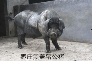 猪品种大全及图片,图解猪种多样性及特色