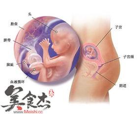 怀孕9周胎儿图片,初现轮廓，生命奇迹悄然绽放