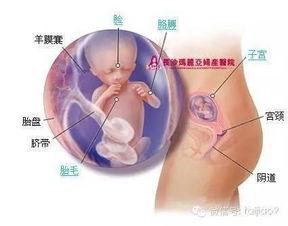 怀孕9周胎儿图片,初现轮廓，生命奇迹悄然绽放