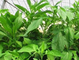 苦野菜图片大全,探寻自然界的绿色瑰宝