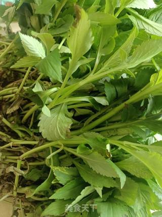 苦野菜图片大全,探寻自然界的绿色瑰宝