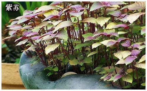 苦野菜图片大全,探寻自然界的绿色瑰宝