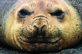 海狮图片大全大图,海洋萌物图鉴