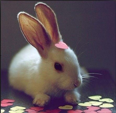 萌兔子图片大全头像,精选兔子图片大全头像赏析