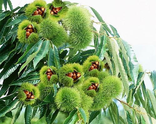 虎舌红图片,绽放的火焰之花，自然界的瑰宝