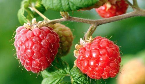 虎舌红图片,绽放的火焰之花，自然界的瑰宝