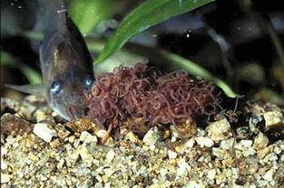 鱼虫图片,探寻鱼虫世界的奇妙奥秘