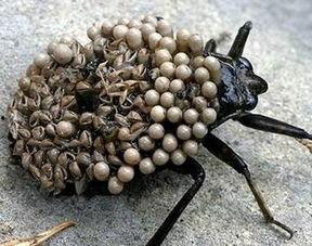 鱼虫图片,探寻鱼虫世界的奇妙奥秘