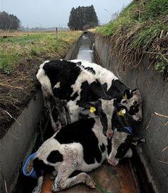 奶牛 日本,传统与现代的完美融合
