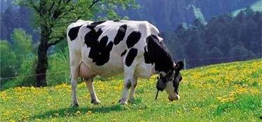 奶牛 日本,传统与现代的完美融合