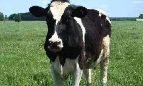 奶牛 日本,传统与现代的完美融合