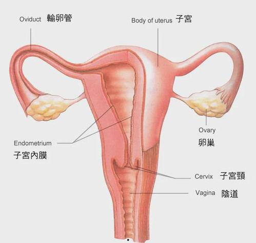 女性生殖器图片,女性生殖器结构图解与功能概述