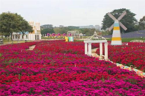 东莞梦幻百花洲图片,东莞花海盛宴的视觉奇遇