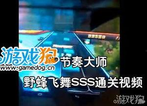 野蜂飞舞视频,揭秘蜂群智慧与自然和谐