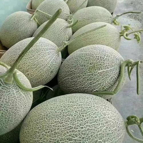 新疆的哈密瓜价格今日价,品质佳果，市场行情一览”