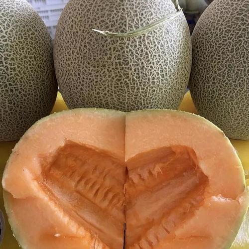 新疆的哈密瓜价格今日价,品质佳果，市场行情一览”