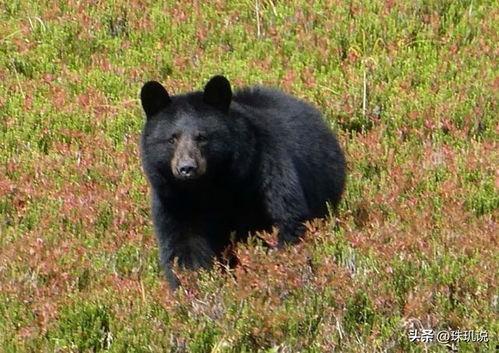 日本熊ed2k,揭秘神秘网络世界的神秘生物