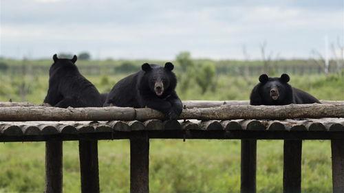 日本熊ed2k,揭秘神秘网络世界的神秘生物