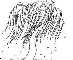 垂柳简笔画图片大全,简笔画中的自然画卷