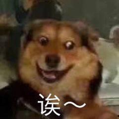 二狗表情图片大全,笑料横生的欢乐瞬间